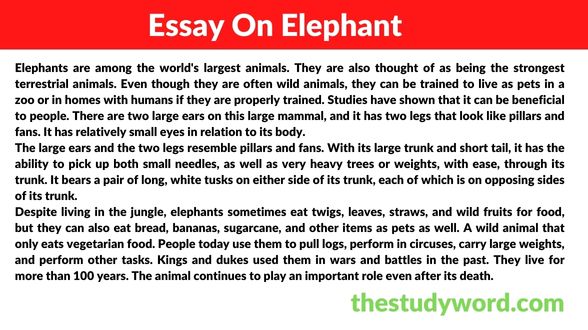 Essay on Elephant